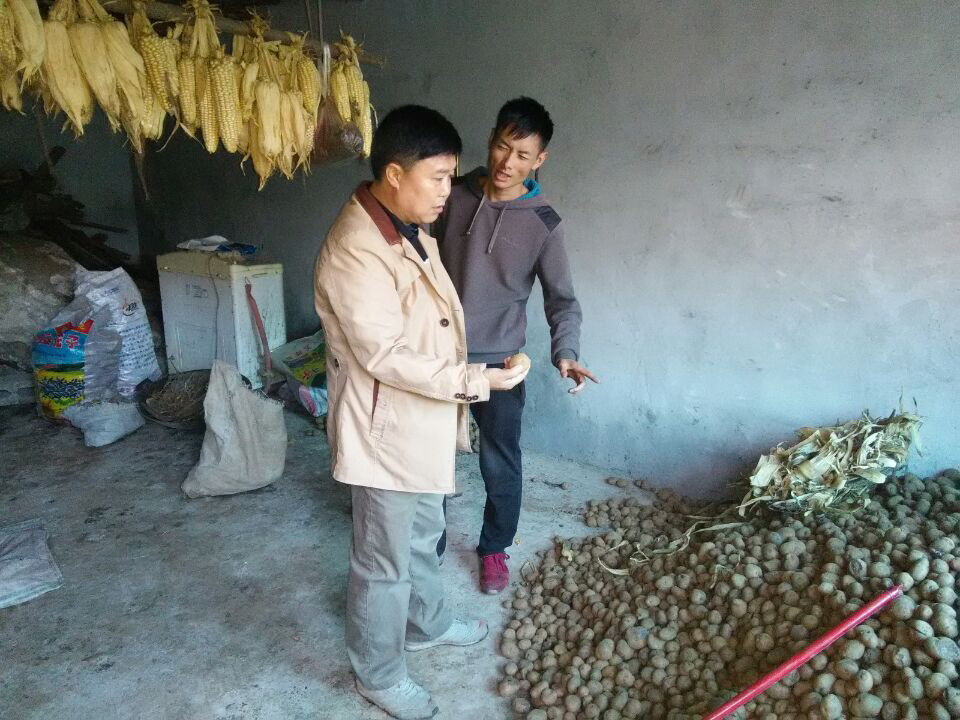 了解农户种植土豆的情况.JPG