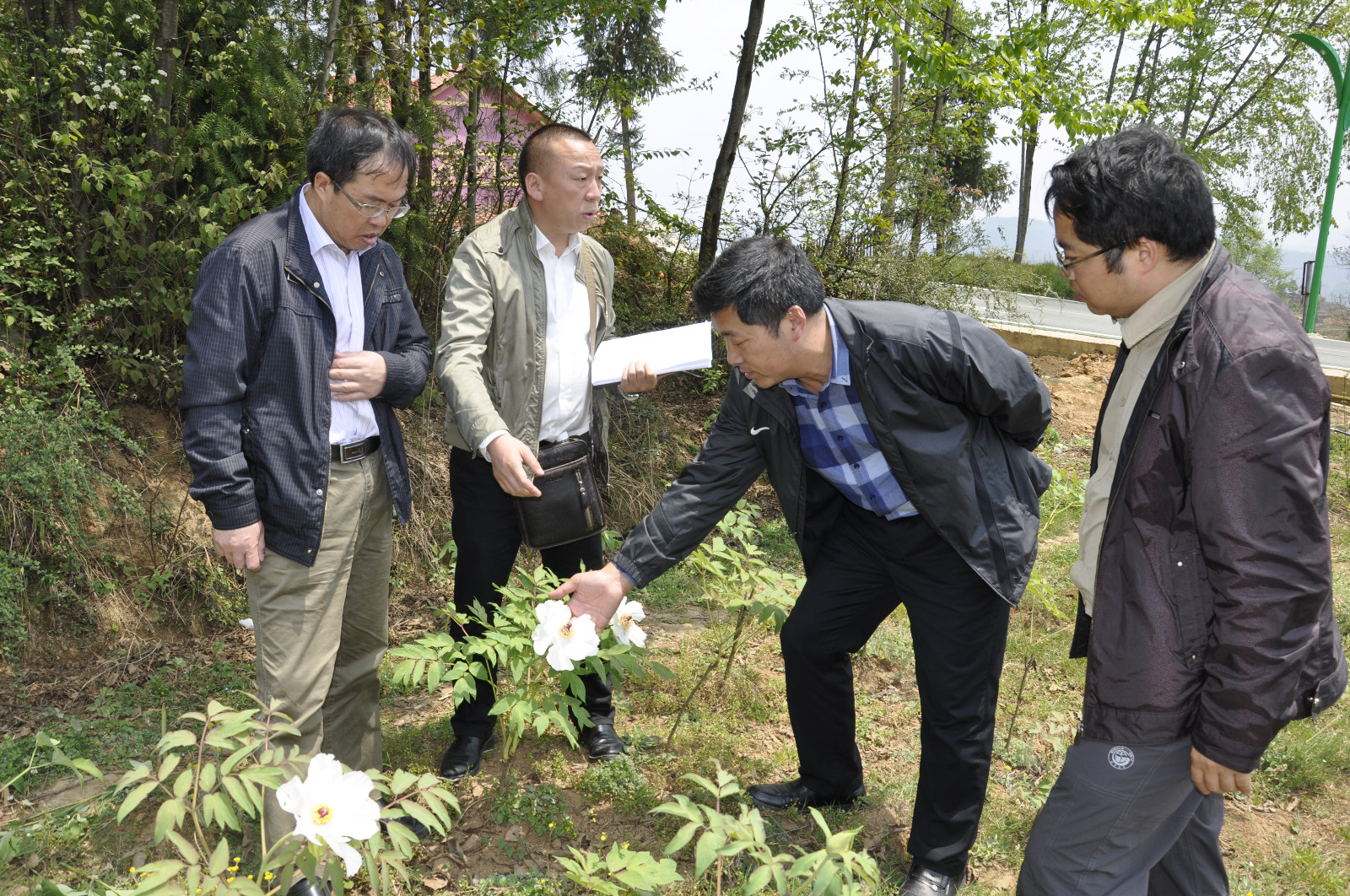 （4.18）【今日头条】【地矿要闻】韩平（左三）在大地村查看白牡丹长势（林小会摄）.JPG