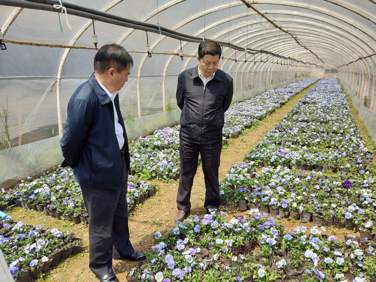 付局长调研花卉基地.jpg
